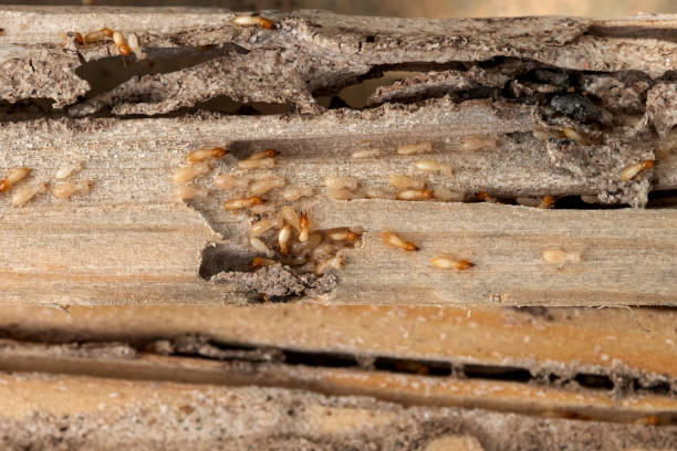 Wasp Removal Services in Whitewater, KS